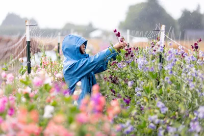 Teresa Shiraishi tends to her small organic flower and vegetable farm in Sequim, Washington on July 24, 2023. Siraishi is a Clinical Social Work/Therapist with a focus on racial identity and trauma, among other things. She also has a background in social justice organizing. For the past few years she and her husband have turned some of their focus to organic farming.
